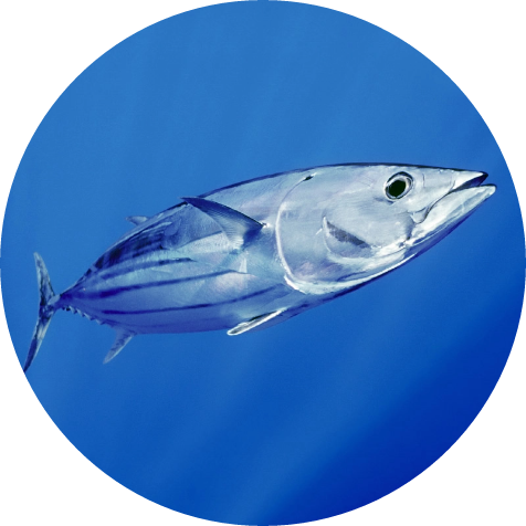 Skipjack