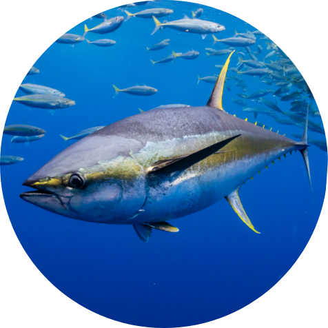 Yellowfin